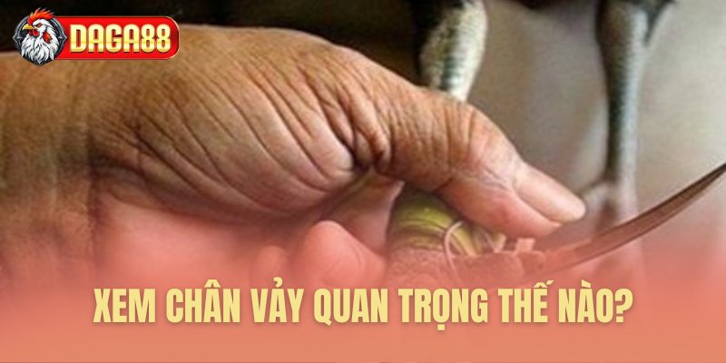 Xem chân vảy quan trọng thế nào? Xem chân vảy quan trọng thế nào?
