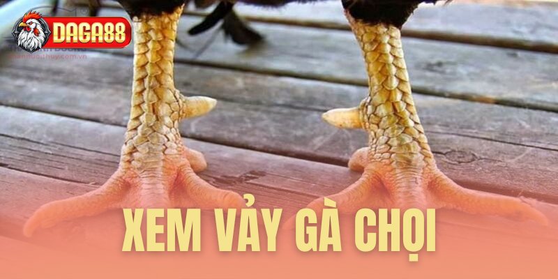 Xem vảy gà chọi